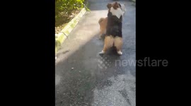 Dog rretending to be hurt in front of Its owner in Chengdu, Sichuan, China