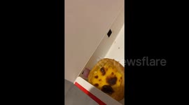 Chinese Cat Sneaks to Taste of Egg Tart Through the Cracks of a Box