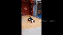 Boy and Border Collie Joyfully Help in Farm Work in Shandong, China