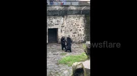 Two Black Bears Quarreling in Hangzhou, Zhejiang, China