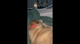 Dog Barks In His Dreams