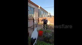 Rescued Chinese Red-Crowned Crane Makes Daily Return Visits in Qiqihar, China
