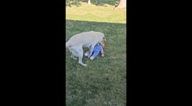 Dog Saves The Neighborhood From Evil Dolls