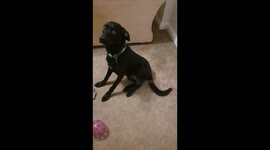 Puppy Rips Up Roll of Wallpaper
