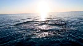 Epic Whale Encounter