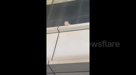 Ragdoll cat rescued from high-rise in Guangdong, China
