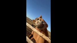 A Camera-Ready Equine Model