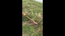 Pocket Gopher Did Not Expect The Shovel Invasion