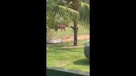 An Argument Between A Horse And A Goat