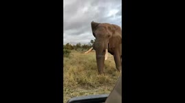Up-Close Encounter With an African Elephant
