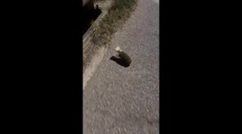 Hedgehog Has A Box On Its Head