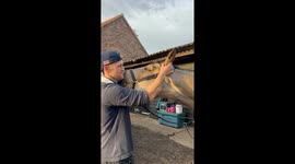 Horse Enjoys a Head Massage