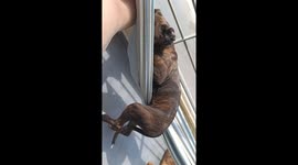 Boxer Pup Learns to Use Hammock All by Herself