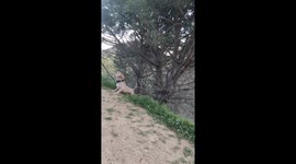 Bully Dogs Try To Catch A Branch