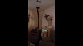 Cat Goes Fishing For Dog