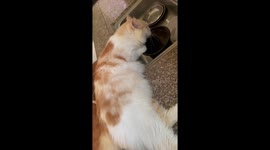 Lazy cat hangs its head in kitchen sink to drink water