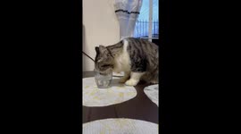 Sweet fat cat licks up water from small glass