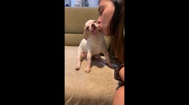 Chihuahua adorably has its tongue hanging out while receiving affection