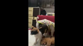 Puppy and pet cat play together like the best of friends