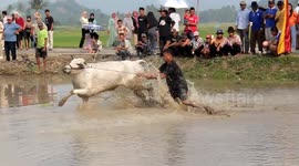 The cows run wild before the unique attraction of cow racing in Payakumbuh City, Indonesia, begins.