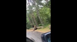 Romanian motorist encounters mother bear and cubs taking rest on roadside