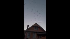 Bat Crazy