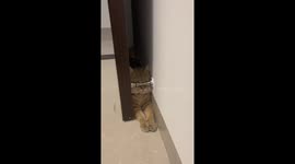 Doorstop covers cat's eyes in hilarious pose as he sits behind door