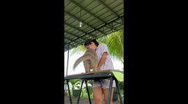 Pet cat interrupts owner while she works bench