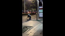 Loyal dog aids wheelchair-bound owner in touching city stroll