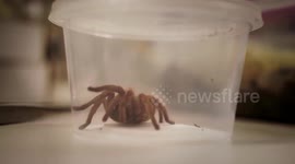 Quantum computing, spider venom researchers awarded top Australian science prizes