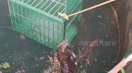 Indian forest officials rescue leopard after it fell into well while searching for food