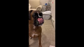 Happy tears well up in adorable dog's eyes as owner gets him his favorite treat