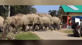 Elephant herd rampages through market in northeastern India, creates stir amongst people