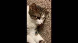 Silly Kitty Does A Blep