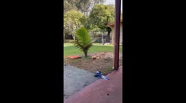 Golden Retriever Loves Digging in Backyard