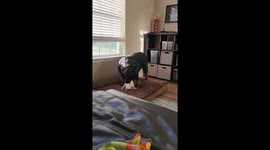 Rottweiler Licks Rabbit Friend