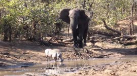 Angry elephant bull attempts to chase away warthog with his intimidating behavior