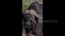 Oxpeckers Pick Buffalo's Nose
