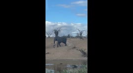 Old Tusker Spotted in Kruger National Park
