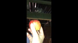 Woman Misses Massive Spider While Feeding Possum