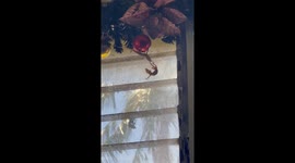 Lizards Hang From Christmas Ornament
