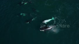 Frosty the White Killer Whale