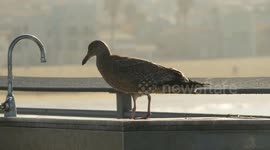 A seagull looking for fish remains on the pier at Hermosa beach in California