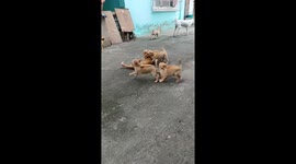 Playful Puppies Perturb Poor Kitty