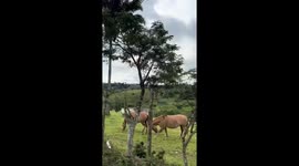 Viajando pela cidade de Amargosa  vimos esses animais lindos no pasto e resolvemos gravar