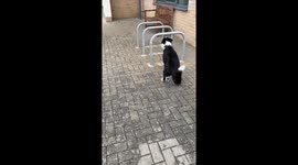 Simbas Mind-Blowing Parkour Move