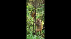 Mother and baby monkey share a snack together
