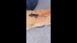 Smart mouse rides on cat's back to escape being caught