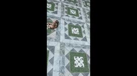 Adorable monkey sibling rivalry over milk