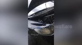 Driver catches huge cobra in his car engine